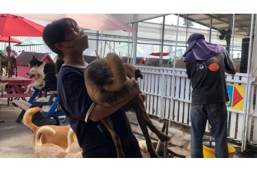 守護毛孩，重拾生命的溫度——徐園長護生園志工之旅